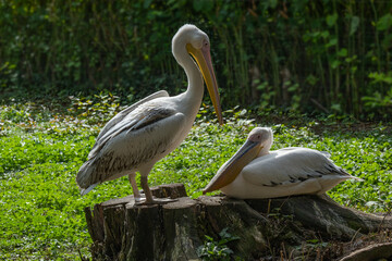 White Pelican (Pelecanus onocrotalus) also known as the Eastern White Pelican, Rosy Pelican or White Pelican is a bird in the pelican family