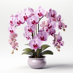 Obraz premium Full View Zygostates Orchid On A Completely , Isolated On White Background, For Design And Printing