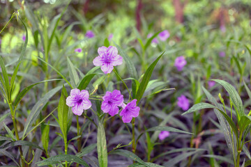 Purple Ruellia tuberosa flower beautiful blooming flower green leaf background. Spring growing purple Britton's Wild Petunia flowers and nature comes alive