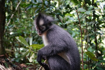 portrait of a thomas monkey, bukit lawang, sumatra, indonesia rainforest
