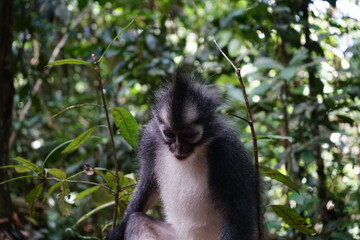 portrait of a thomas monkey, bukit lawang, sumatra, indonesia rainforest