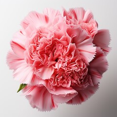 Full Viewcarnation Dianthus Spp. , Isolated On White Background, For Design And Printing