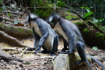 portrait of a thomas monkey, bukit lawang, sumatra, indonesia rainforest
