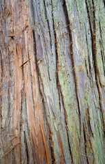 bark of a exotic tree