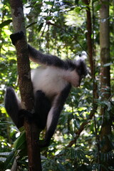 portrait of a thomas monkey and monkeys in the sumatra jungle indonesia, bukit lawang