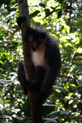 portrait of a thomas monkey and monkeys in the sumatra jungle indonesia, bukit lawang