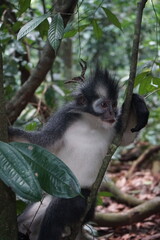 portrait of a thomas monkey and monkeys in the sumatra jungle indonesia, bukit lawang