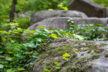 Green Leaves and Moss
