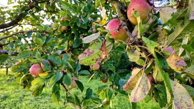 Apfelbaum mit saftigen roten Äpfeln, Bio, Obst, Gesund, Vitamine, reif, Ernte, Apfelwein, Nahaufnahme