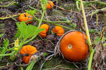 Pumpkin Patch