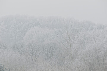 Obraz na płótnie Canvas fog in the forest 