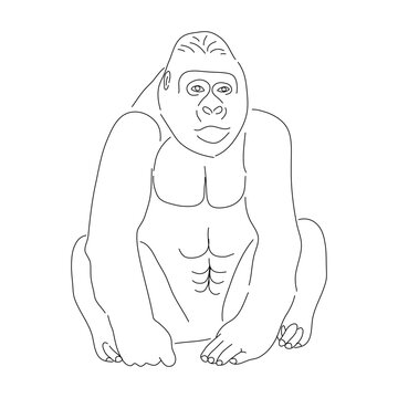 Sketch drawing of a gorilla isolated on a white background. Vector editable stroke.