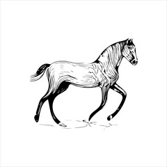 Horse Vector Line Art illustration Isolated