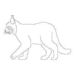 Sketch drawing of a Bobcat isolated on a white background. Vector editable stroke.