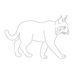 Hand-drawn Bobcat. Vector editable stroke.