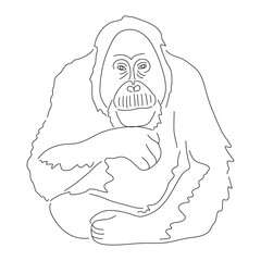 Sketch drawing of a Orangutan isolated on a white background. Vector editable stroke.