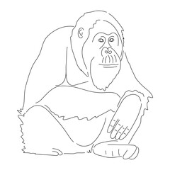 Hand-drawn Orangutan. Vector editable stroke.