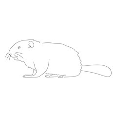 Sketch drawing of a Beaver isolated on a white background. Vector editable stroke.