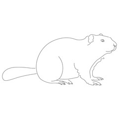 Hand-drawn Beaver. Vector editable stroke.