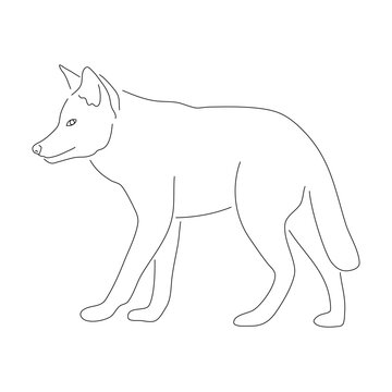 Sketch drawing of a Coyote isolated on a white background. Vector editable stroke.