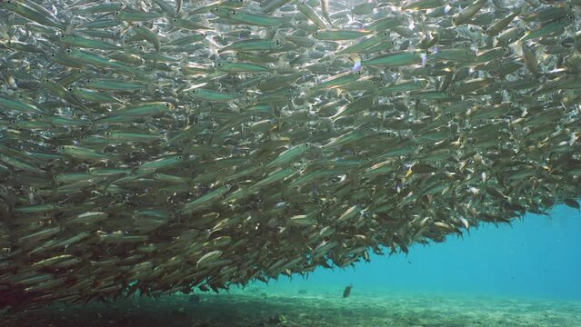 Massive densely packed school of young anchovies hangs like cloud in coastal zone over sandy bottom blocking sunlight, Backligting (Contre-jour), slow motion