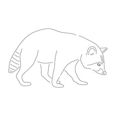 Hand-drawn Raccoon. Vector editable stroke.