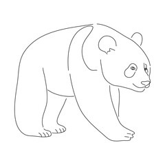 Sketch drawing of a Panda isolated on a white background. Vector editable stroke.