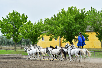 Kalocsa, Hungary - june 26 2023 : horse show