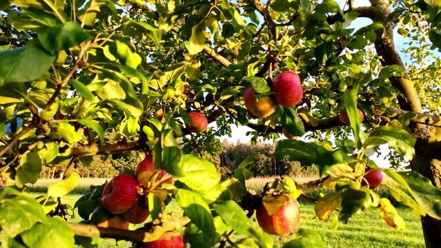 Apfelbaum mit saftigen roten &Auml;pfeln, Bio, Obst, Gesund, Vitamine, reif, Ernte, Apfelwein, Nahaufnahme