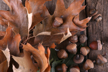 Beautiful textured acorns on a wooden background
