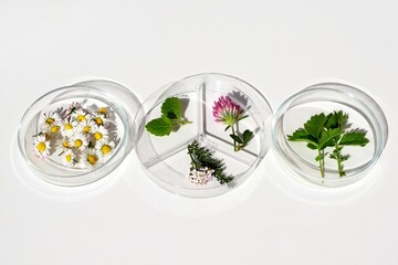 Petri dishes with various kinds of herbs. Phytotherapy, herbal medicine. Laboratory research 