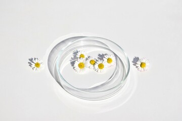 Fresh daisies in petri dish and on a white background. Phytotherapy, herbal medicine. Laboratory research © Martina