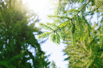 Fir tree branch shot from below against sky.Forest in summer.