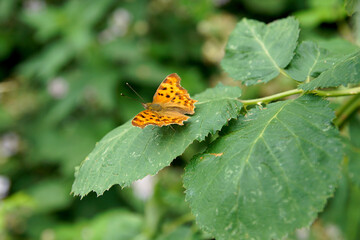 Schmetterling auf Blatt