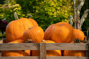 Wooden crate filled with freshly harvested pumpkins