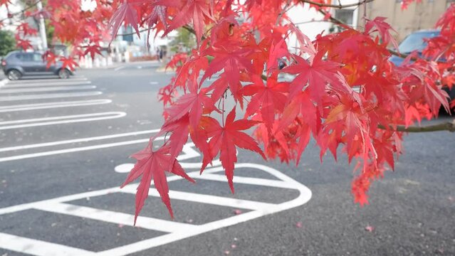 Moving  Japanese red maple leaves.