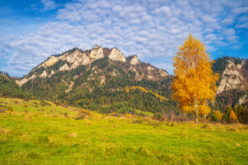 Yellow Tree in Lush Green Meadow with Mountain Landscape