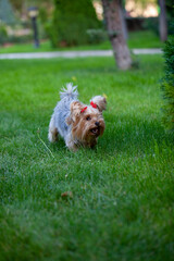 Vertical photo of Yorkshire Terrier with red rubber buckle on the green lawn. 