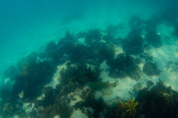 A grouper fish on the ocean floor.