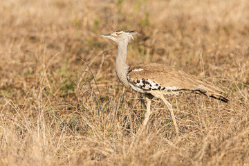Kori Bustard (Ardeotis kori) (Gompou) in Kruger National Park