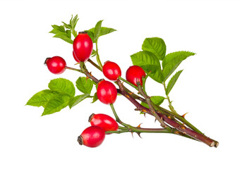 Wild briar twigs with red rosehips, green leaves and thorns isolated on white background. Rosa canina. Beautiful ripe rose hip berries on thorny brier branches. Organic sweet fruit. Fructus cynosbati.