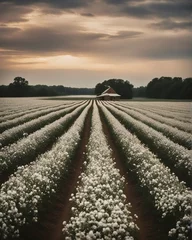 Foto auf Acrylglas Schokoladenbraun Cotton field, field, white cotton, landscape