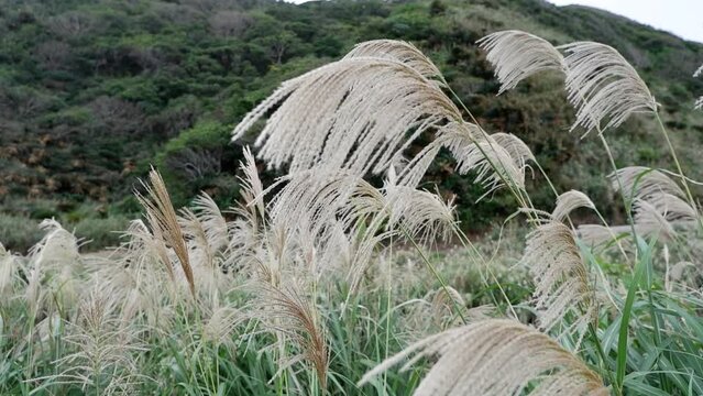 Swaying pampas grass in the wind background.Japanese pampas grass.