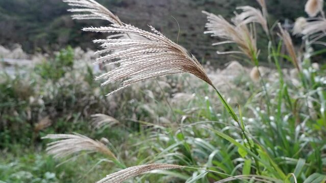 Swaying pampas grass in the wind background.Japanese pampas grass.