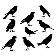 set of birds