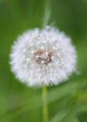 Fototapeta premium A macro portrait of a white fluffy, soft and fuzy dandelion flower standing in the grass of a garden with a green blurry background. the white blowball still has all of it's seeds tot spread.