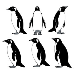 Fototapeta premium set of penguins