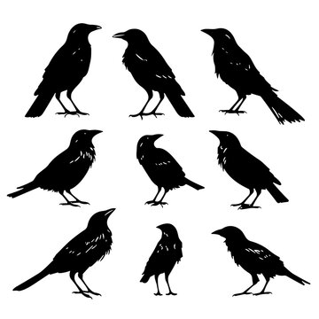 set of crow 
