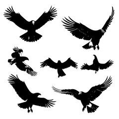 eagle vector illustration