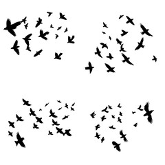 Flock of Birds